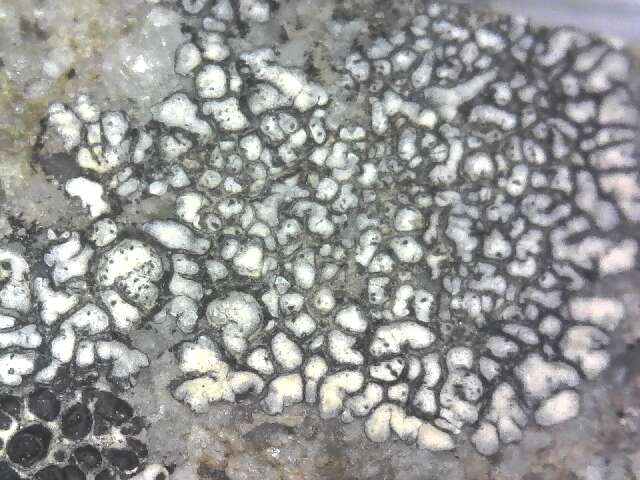 Image of mountain lichen