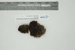 Image of Jelly lichens