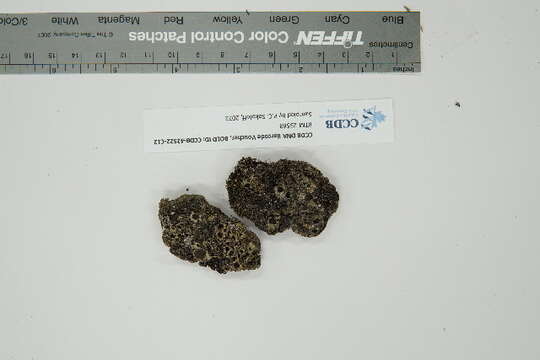 Image of chocolate chip lichen