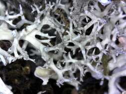 Image of ring lichen