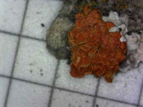 Image of orange wall lichen