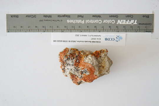 Image of orange wall lichen