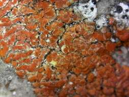 Image of orange wall lichen