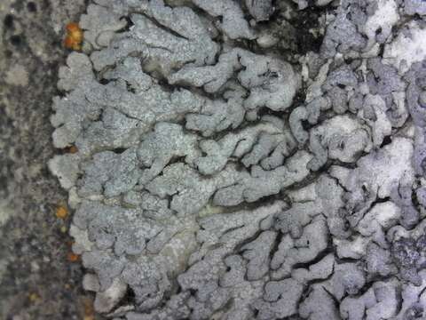 Image of rosette lichen