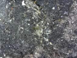 Image of Jelly lichens