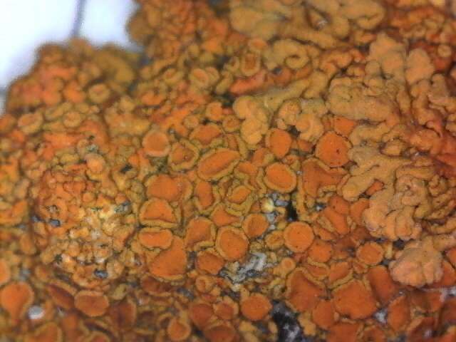 Image of orange wall lichen