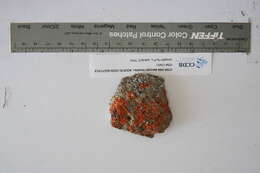 Image of orange wall lichen