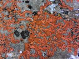 Image of orange wall lichen