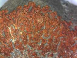 Image of orange wall lichen