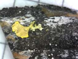 Image of Sunshine lichens