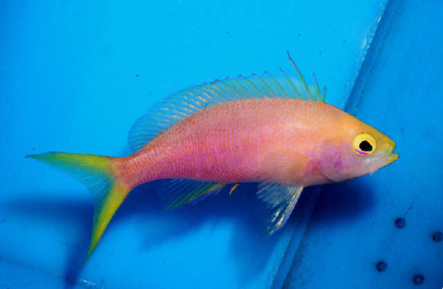 Pseudanthias resmi