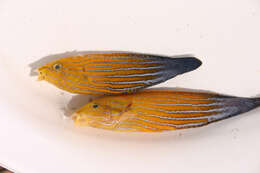 Image of Wrasses