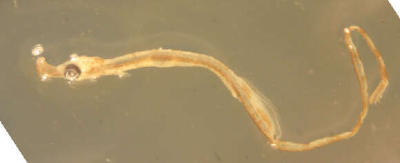 Image of seaweed pipefish