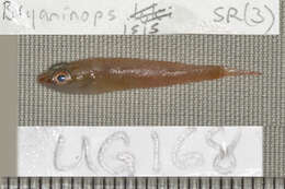 Image of Gobies