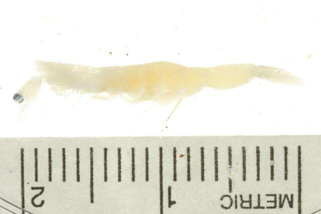 Image of Sergestidae Dana 1852