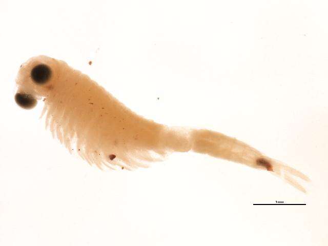 Image of Streptocephalidae