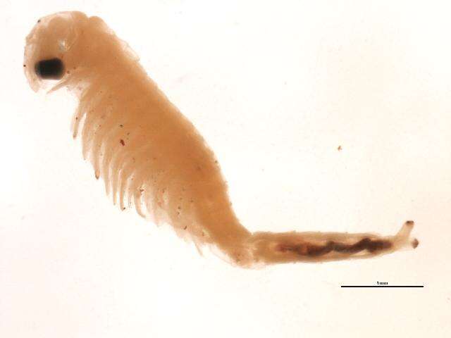 Image of Streptocephalidae