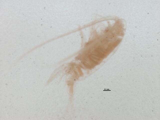 Image of Limnadiidae