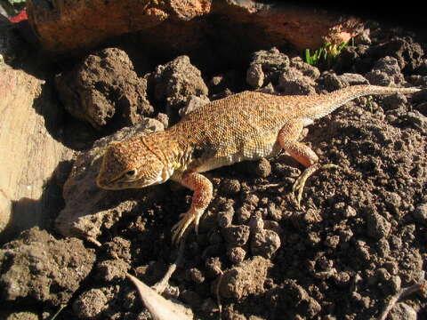 Image of Bibron's Tree Iguana