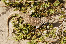 Image of Bibron's Tree Iguana