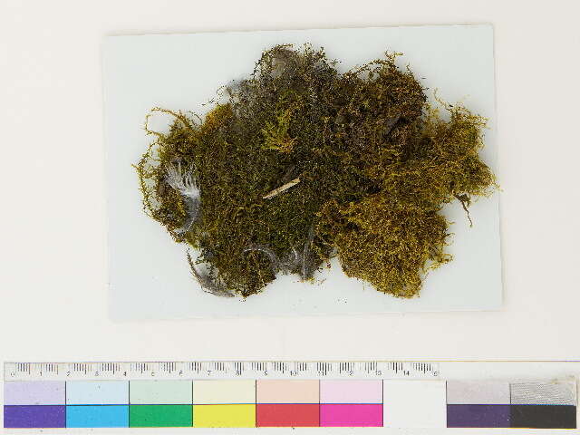 Image of plagiothecium moss