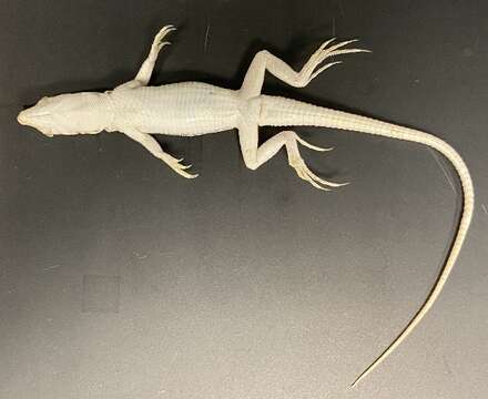 Acanthodactylus Wiegmann 1834 resmi