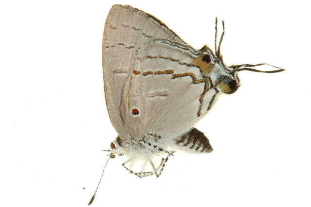 Image of Hypolycaena