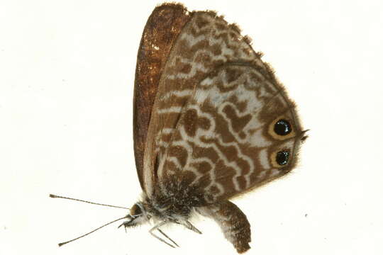 Image of Leptotes