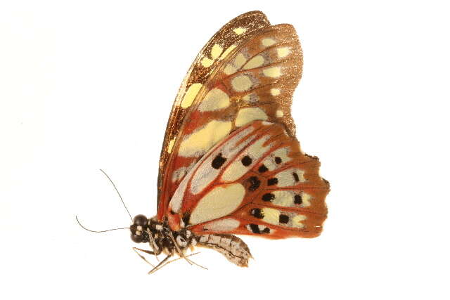 Image of Graphium