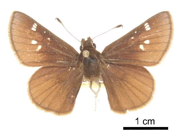 Image of Atrytonopsis