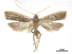 Image of Lecithocerinae