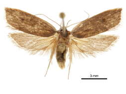 Image de Scythropiodes