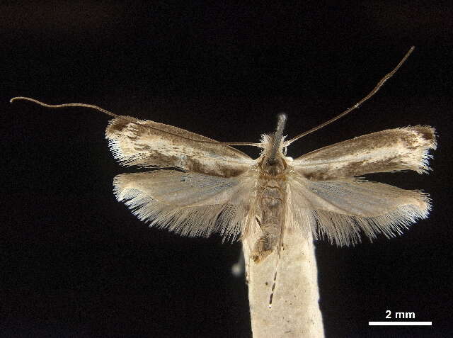 Image of Agriothera