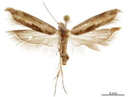 Image of Agriothera