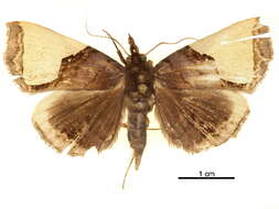 Image of Ochrotrigona Hampson 1926