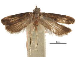 Image of Prostomeus