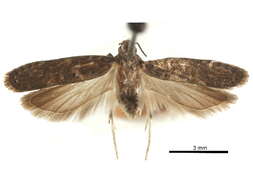 Image of Prostomeus