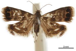 Image of Brenthiinae