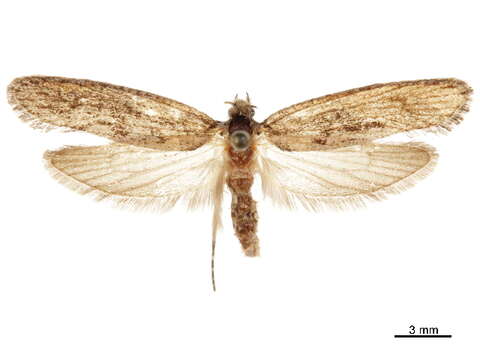 Image of Scardiinae