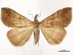 Image of Scopifera Herrich-Schäffer 1870