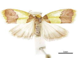 Image of Heterallactis Meyrick 1886
