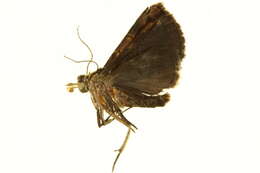 Image of Abacena Walker 1865