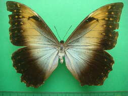 Sivun Morpho telemachus Linnaeus 1767 kuva