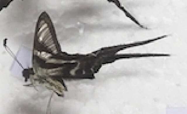 Image of Lamproptera