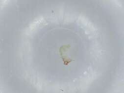 Image of bird skin lice