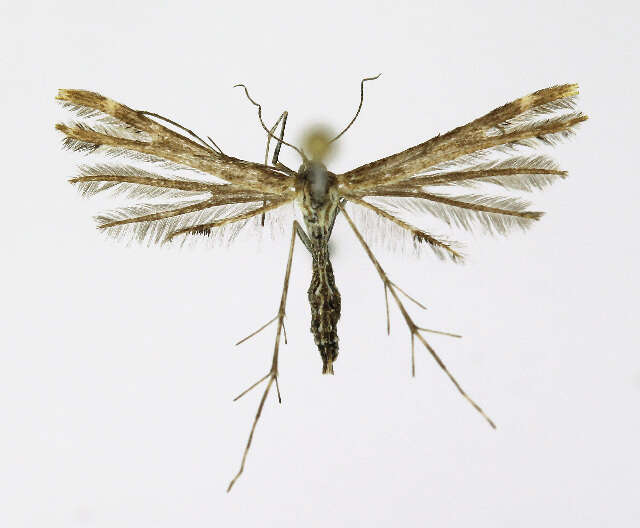 Image of Oxyptilus