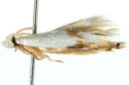 Image of Opostegoides