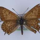 صورة <i>Lycaena margelanica</i>