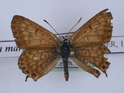 صورة <i>Lycaena margelanica</i>