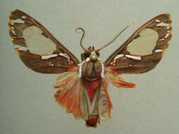 Imagem de Eriostepta Hampson 1901